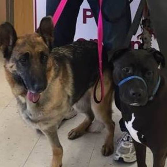 Meet your Posher, Sydne - Picture 1 of 1